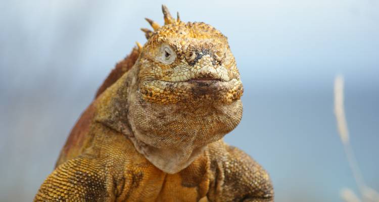 Iguana terrestre de Galápagos con escamas doradas y cresta espinosa sobre un suave fondo de mar azul