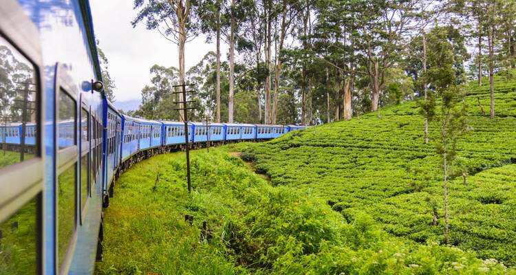 Iconische blauwe trein die slingert door weelderige theeplantages in Sri Lanka's hooglanden.
