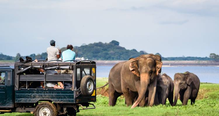 Safariauto observeert een kudde wilde olifanten in een grasland langs een meer.