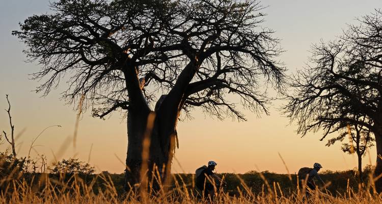 Fietsers rijden door hoog goudkleurig gras onder een uitgestrekte boom die afgetekend staat tegen een warme zonsondergang in de Afrikaanse savanne.