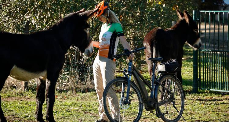 A cyclist interacts with two donkeys in a grassy paddock on a sunny day.