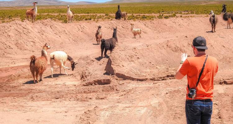 Reiziger die nieuwsgierige lama's fotografeert die verspreid over een droog plateau liggen