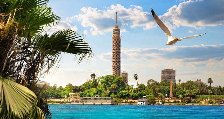 La Tour du Caire s'élève au-dessus des palmiers et du fleuve Nil tandis qu'une mouette plane à proximité.