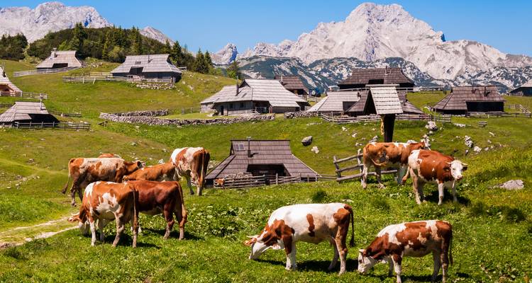 Pâturage alpin traditionnel avec des vaches en pâture, des cabanes en bois et des pics calcaires escarpés sous un ciel bleu dégagé.