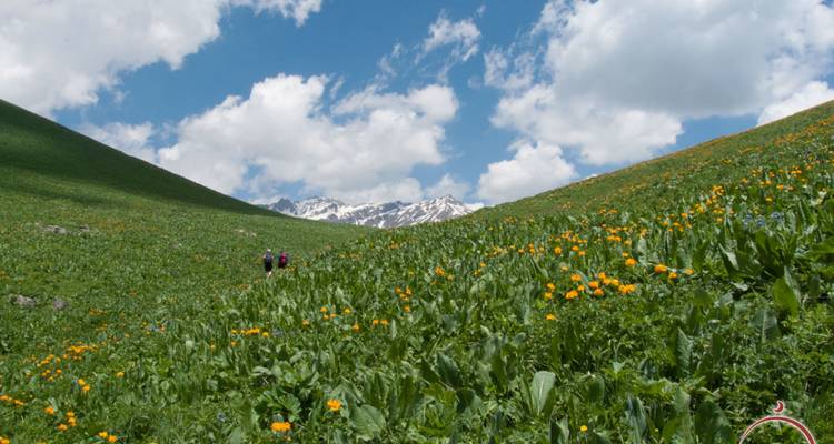 Ausgedehnte Alpenwiese mit orangefarbenen Wildblumen, die zu schneebedeckten Gipfeln unter einem hellen Himmel führt.