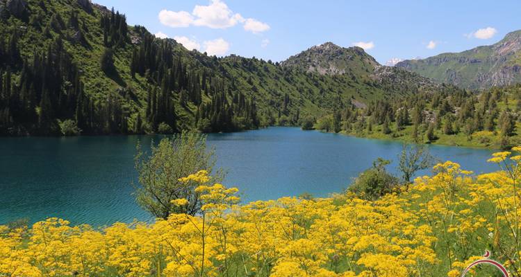 Flores silvestres amarillo brillante frente a un lago alpino azul profundo acurrucado entre crestas verdes escarpadas.