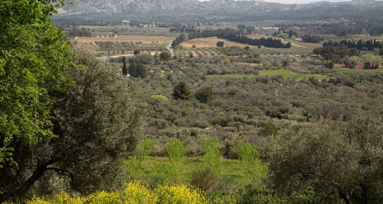 Breed plattelandspanorama van olijfgaarden, velden en verre heuvels in het voorjaar