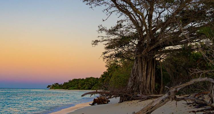 Littoral au crépuscule avec ciel aux teintes pastel, eau turquoise calme et racines nouées d'arbres en bordure de plage