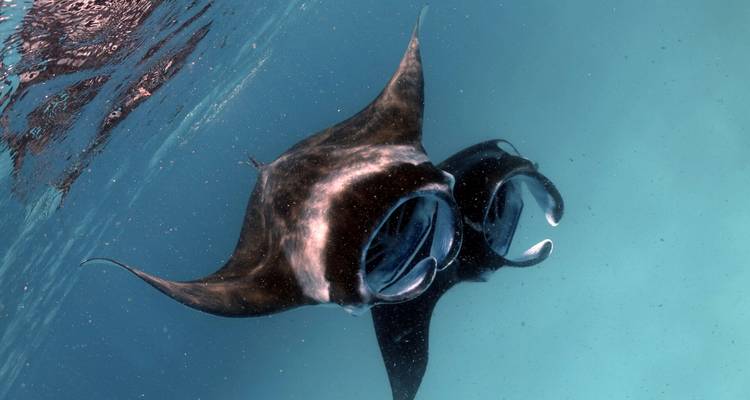 Raie manta majestueuse glissant dans les eaux océaniques d'un bleu cristallin