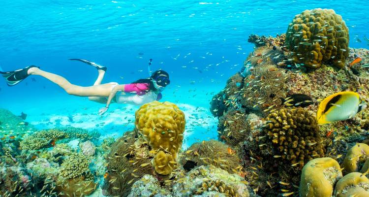 Personne pratiquant le snorkeling explorant un récif corallien vibrant grouillant de poissons tropicaux dans une lagune cristalline