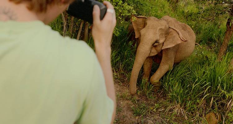 Vista cercana de un elefante salvaje emergiendo de pastos densos mientras un viajero en primer plano lo fotografía.