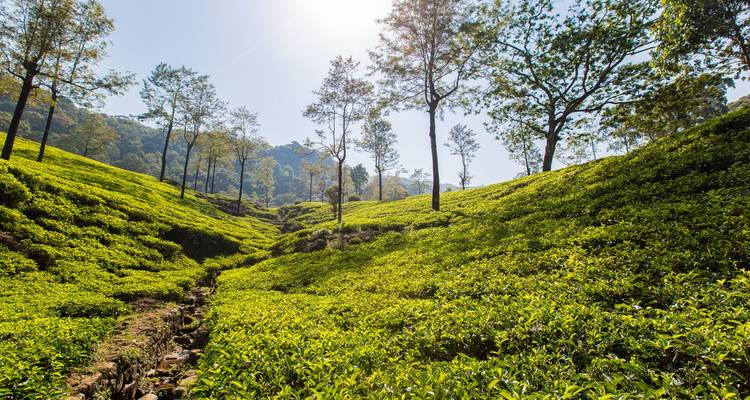 Plantaciones de té verde brillante fluyendo sobre colinas ondulantes iluminadas por el sol con árboles altos dispersos y cielo despejado arriba.
