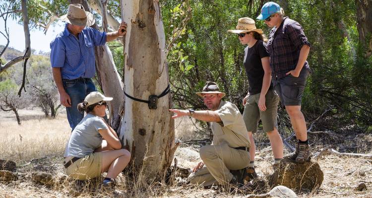 Guía demostrando cámara de vida silvestre en árbol de eucalipto a un pequeño grupo atento en el monte