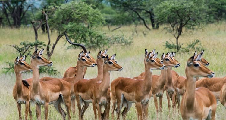 Un groupe d'impalas vigilants se tient dans l'herbe haute avec un arrière-plan forestier flou.