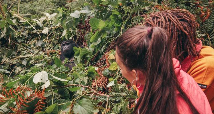 Des voyageurs accroupis dans un épais feuillage de forêt tropicale humide observant un gorille noir à courte distance.