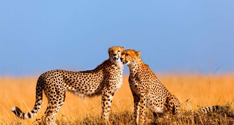 Deux guépards se câlinant affectueusement sur une butte dans la savane ouverte sous un ciel bleu éclatant.