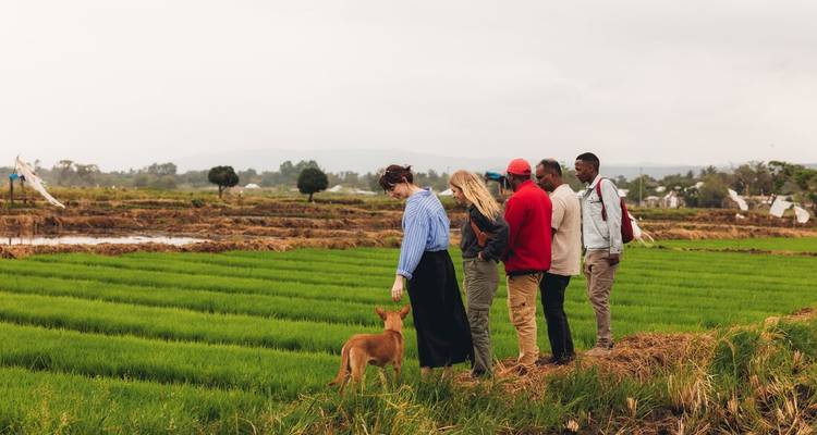 Un groupe de voyageurs et un chien examinant des rizières d'un vert éclatant lors d'une visite agricole.