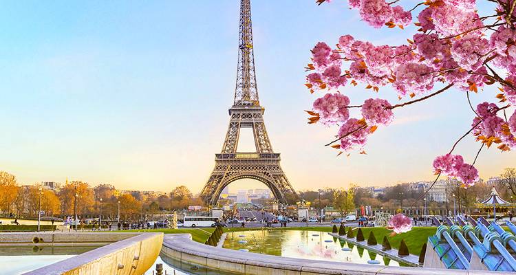 Vista clásica de la Torre Eiffel enmarcada por florecientes cerezos en flor rosa sobre las fuentes de Trocadéro.