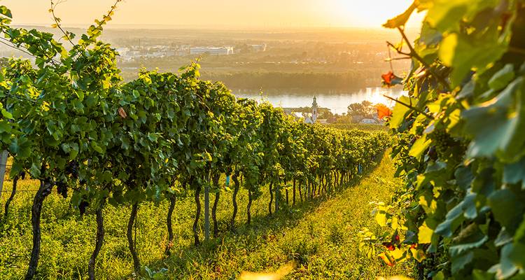 Filas de viñedos verdes en una ladera con vistas al río Danubio al atardecer en el Valle de Wachau.