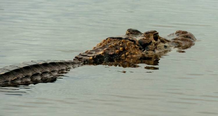 Caïman partiellement submergé dans une eau calme avec seulement son dos blindé et ses yeux visibles.