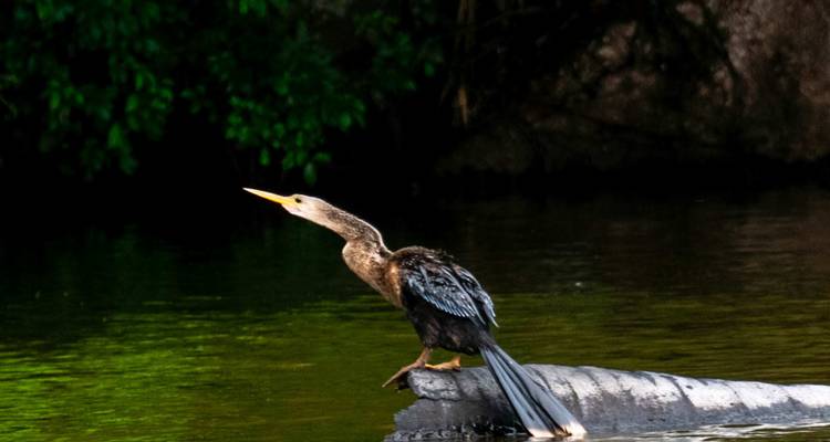 Oiseau anhinga à long cou perché sur une bûche au-dessus d'une eau sombre de l'Amazone avec une végétation luxuriante en arrière-plan.