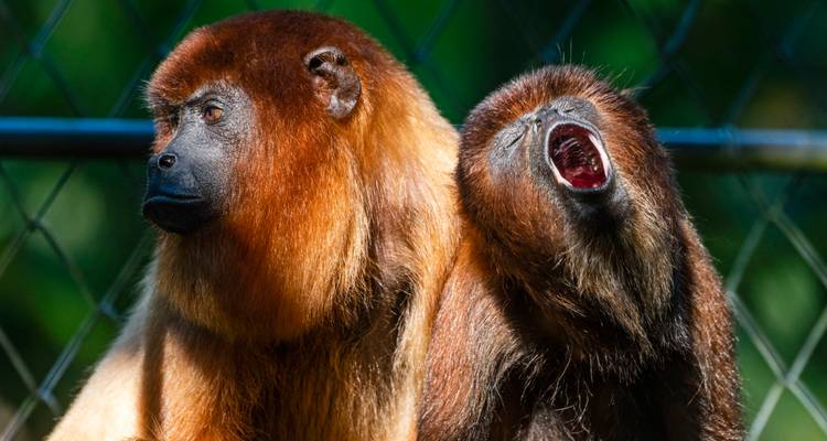 Dos monos congos en una rama, uno bostezando bien abierto.