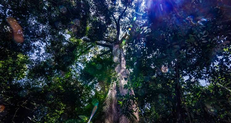 Gigantesco árbol de la selva tropical visto desde la base con brillantes destellos solares.