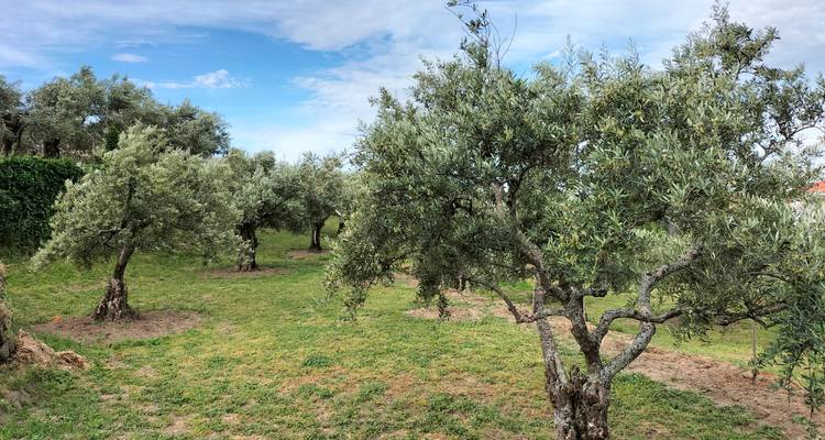 Filas de olivos nudosos en una arboleda portuguesa iluminada por el sol