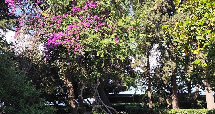 Scène de jardin luxuriant avec un bougainvillier en fleurs et de grands arbres à feuillage persistant sous un soleil éclatant.