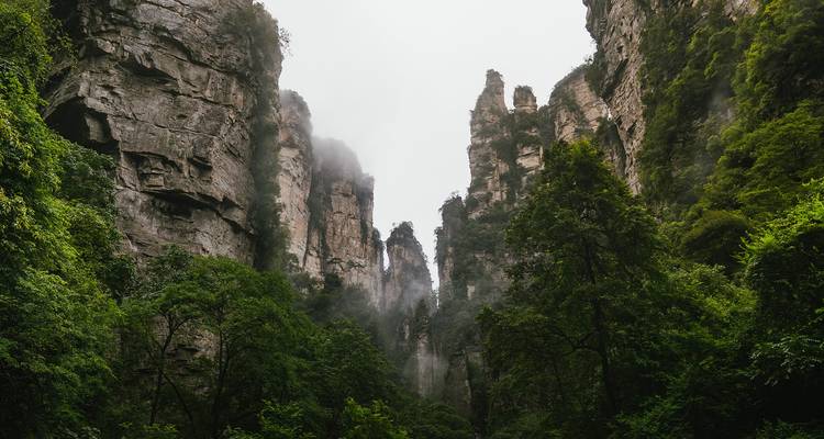 Canyon verdoyant avec des falaises de grès imposantes enveloppées de brume à Zhangjiajie.