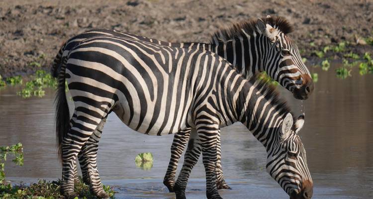 Two zebras drinking at a watering hole in the African savanna.