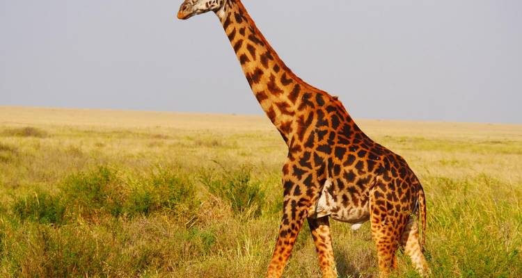 A lone giraffe standing tall in the golden grasslands under a clear sky.