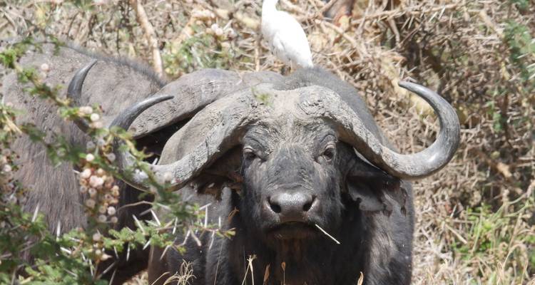 Close-up of a Cape buffalo with a white egret perched on its back amid thick bush.