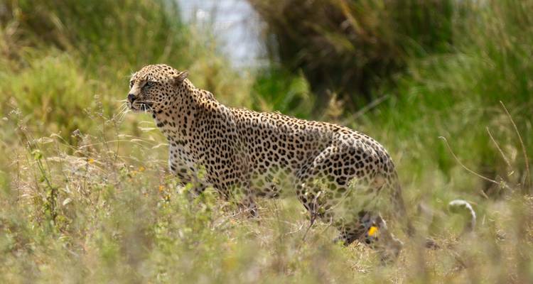 A leopard prowling through tall grass in a lush riverside area.