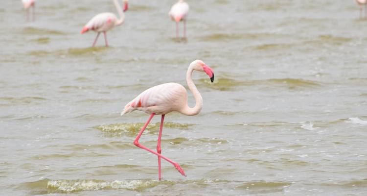 Pink flamingos wading in a shallow, windswept lake.