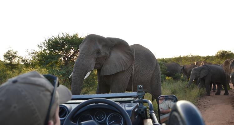 Wildlife Research Expedition in Karongwe National Park, South Africa (14n+) - Experiential Education Limited t/a GVI