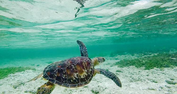Marine Conservation Expedition in Cap Ternay, Seychelles (28n+) - GVI