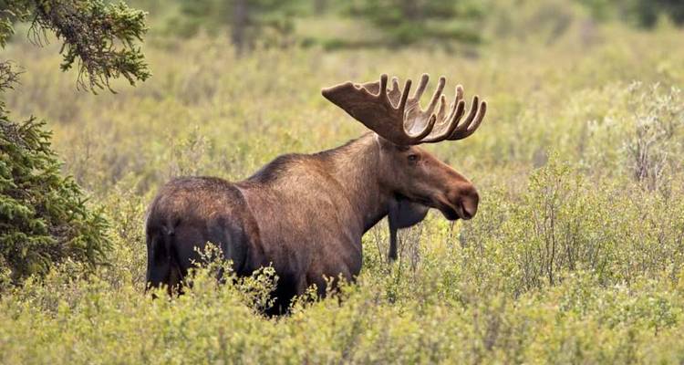 Un orignal mâle se tenant au milieu d'une végétation arbustive dense dans la nature sauvage de l'Alaska.