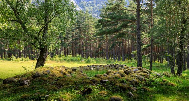 Une clairière luxuriante et verdoyante en forêt avec des ruines de pierre recouvertes de mousse et de grands pins dans la lumière estivale.