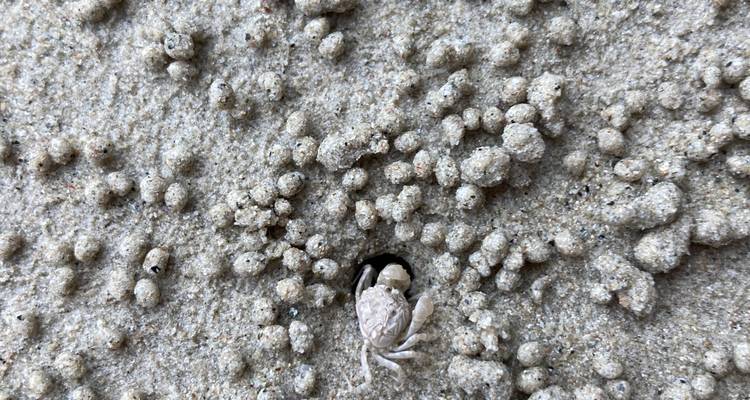 Un minuscule crabe des sables émergeant de son terrier parmi les granules de sable texturés sur la plage.