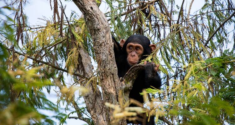 Jeune chimpanzé perché dans un arbre au milieu d'un feuillage verdoyant.