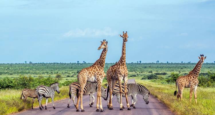 Deux girafes et un troupeau de zèbres traversant une route pavée dans une savane ouverte.