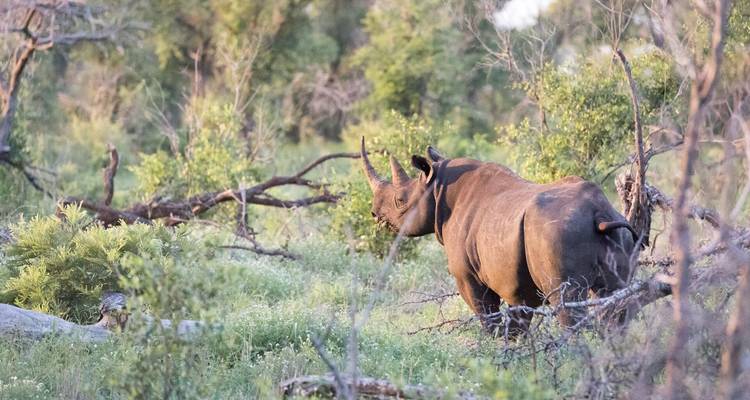 Rhinocéros solitaire se déplaçant dans une végétation dense à la lumière du crépuscule.