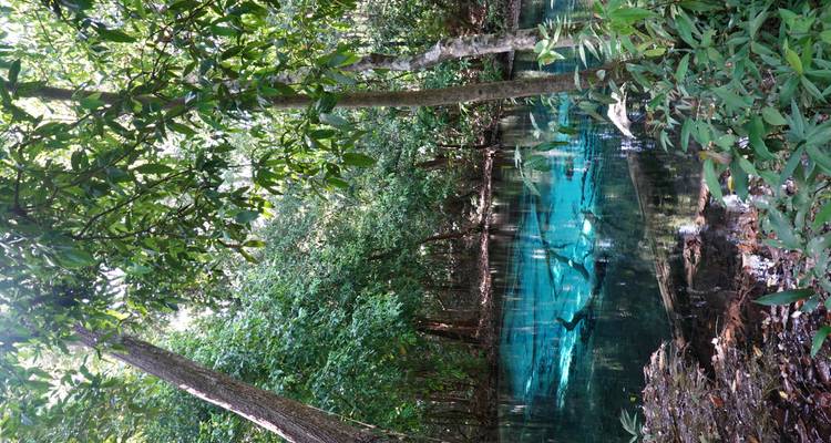 Impresionante piscina natural de aguas verde azuladas en la selva tropical densa con troncos de árboles sumergidos.