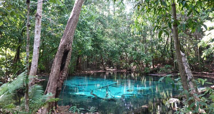Vista horizontal de una piscina de manantial azul cristalino en una selva tropical con troncos caídos bajo la superficie.