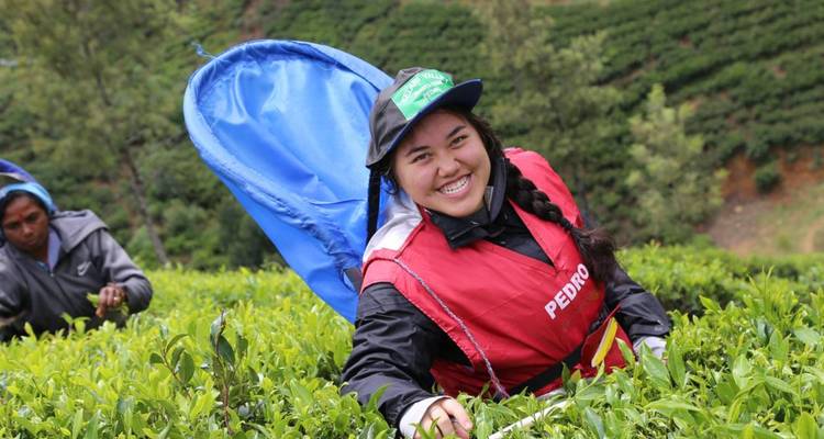 Una sonriente recolectora de té con chaleco brillante trabaja entre los vibrantes arbustos de té verde en la región montañosa.