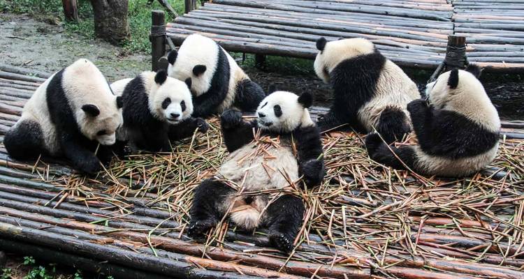 Verspielt entspannende Pandas auf Bambushalmen, die über Holzterrassen verteilt sind