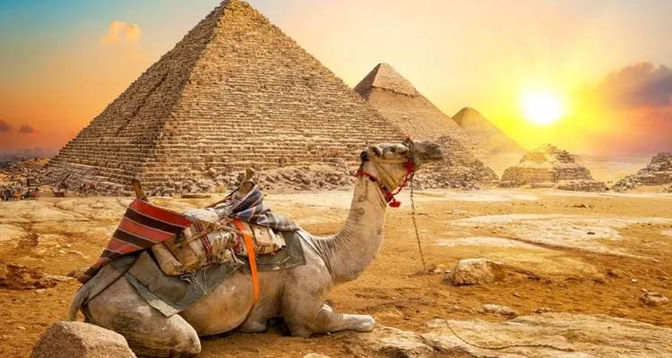 Seated camel with colorful saddle resting before the pyramids at sunrise.