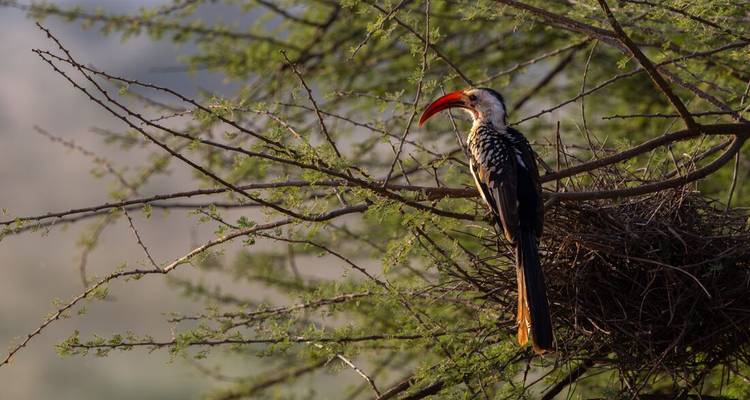 Le calao à bec jaune perché sur les branches du nid dans un acacia rétroéclairé par une lumière douce