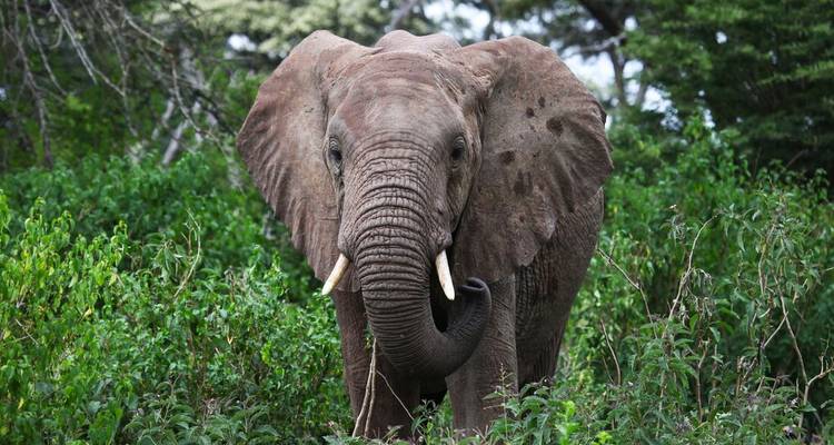 Gros plan d'un éléphant d'Afrique émergeant d'une végétation dense et verdoyante